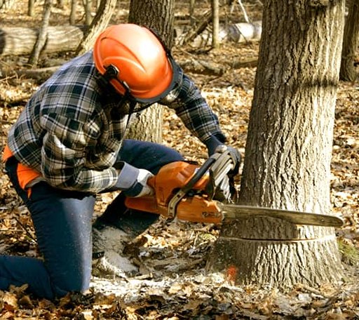 Tree Removal in Tellico Plains, TN